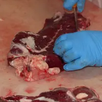 viande en abattoir