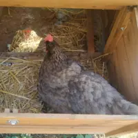 poule en train de pondre