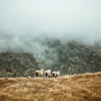 moutons en nouvelle-zélande