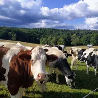 vaches prairies