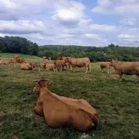 vaches dans un pré