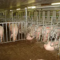 Porc
