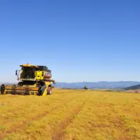 récolte lentille du Puy