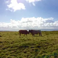 L’Irlande exporte moins de viande bovine, mais pas vers la France
