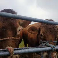 Les prix des vaches décrochent, ceux des JB résistent