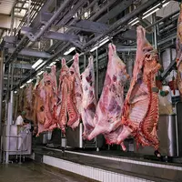 Abattoir bovin