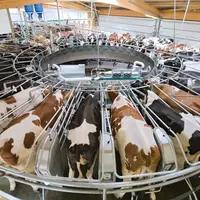 traite des vaches