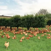 poulet plein air
