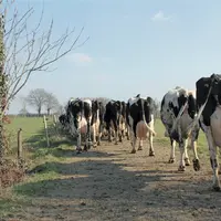 vache
