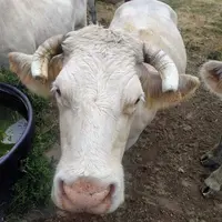 génisse dans un champ