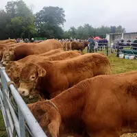 marché en vif gros bovins