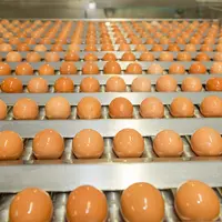 oeufs dans une casserie