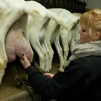 Sophie Laluc, éleveuse de chèvres de race Saanen (blanches) et alpines (marron). Jeune exploitante de 22 ans associée avec ses parents. élevage caprin