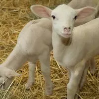 élevage de brebis de race Lacaune sur l'exploitation de la famille Laluc. élevage ovin et transformation du lait sur l'exploitation familiale. agneaux