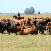IMG_0391 / Argentine - Amérique du sud - Pampa humide, dans la province de Buenos Aires. Estancia Rio de Areco situé à San Antonio de Areco de Federic