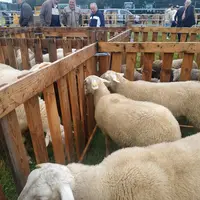 Les prix de l’agneau à des niveaux records