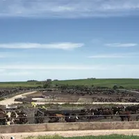 feed lot