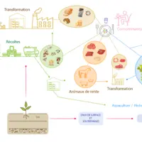 Schéma conceptuel illustrant les aliments les plus contaminés en cadmium (sources : EAT2, EFSA 2012)