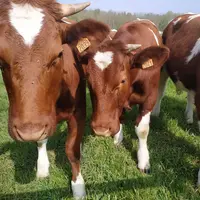 broutards dans un pré