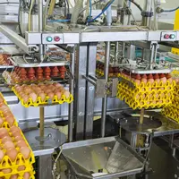production d’œufs