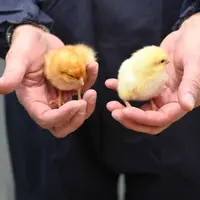 une personne tient un poussin dans chaque main