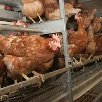 poules pondeuses