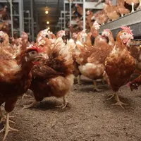 poules pondeuses