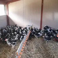 Poules de Gournay en Normandie.