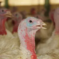 Aviculture. Elevage de dindes. Dinde Prémium, du sélectionneur Aviagen, accouveur Le Helloco.
