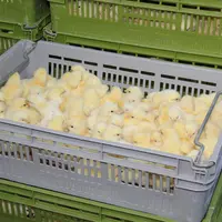 poussins dans un couvoir