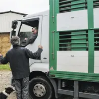 transport animal