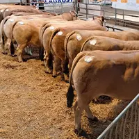 concours vaches boucherie