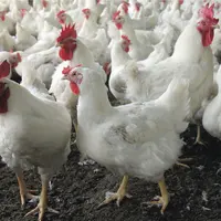 poulet