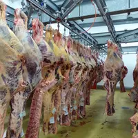 viande en abattoir