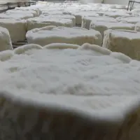 camembert à l'affinage