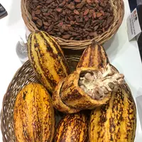 Cacao
