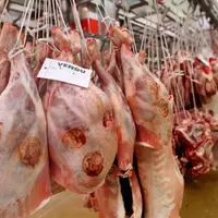 commercialisation de carcasses d'agneau Halal