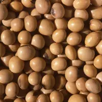 graines de soja