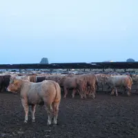 broutards sur le marché en vif