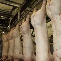 Porc