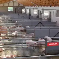 Elevage de porcs alternatif en Allemagne