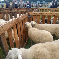 moutons sur le champ de foire