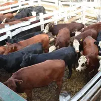 Bovins d'Amérique du sud