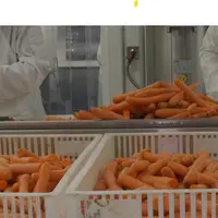 Préparation de carottes par Sodexo