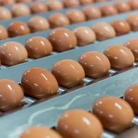 oeufs dans une usine agroalimentaire