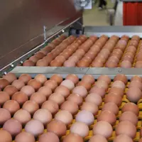 oeufs en centre de conditionnement