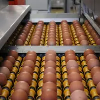oeufs industrie