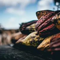 Cabosse de cacao