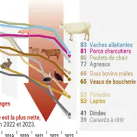Extrait de l'infographie : Viande et volaille, des filières en crise