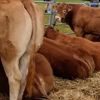 boeufs limousins en concours